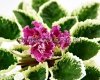 African Violet LF-ULYBKA VESNY SPORT - LF-SMILE OF SPRING SPORT